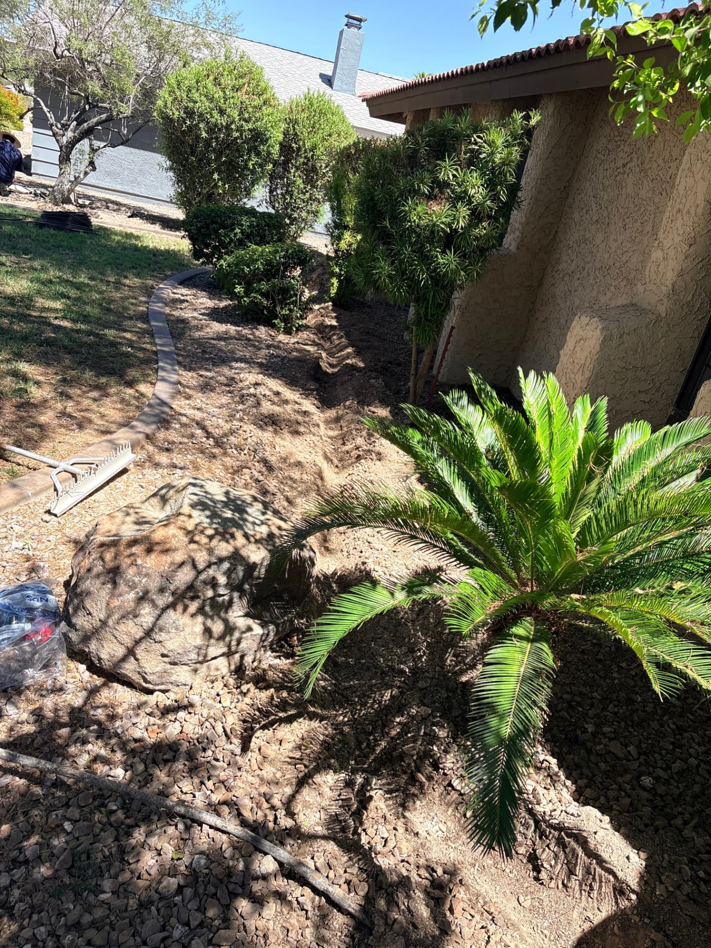 Side yard rock bed with shaped shrubs and palms
