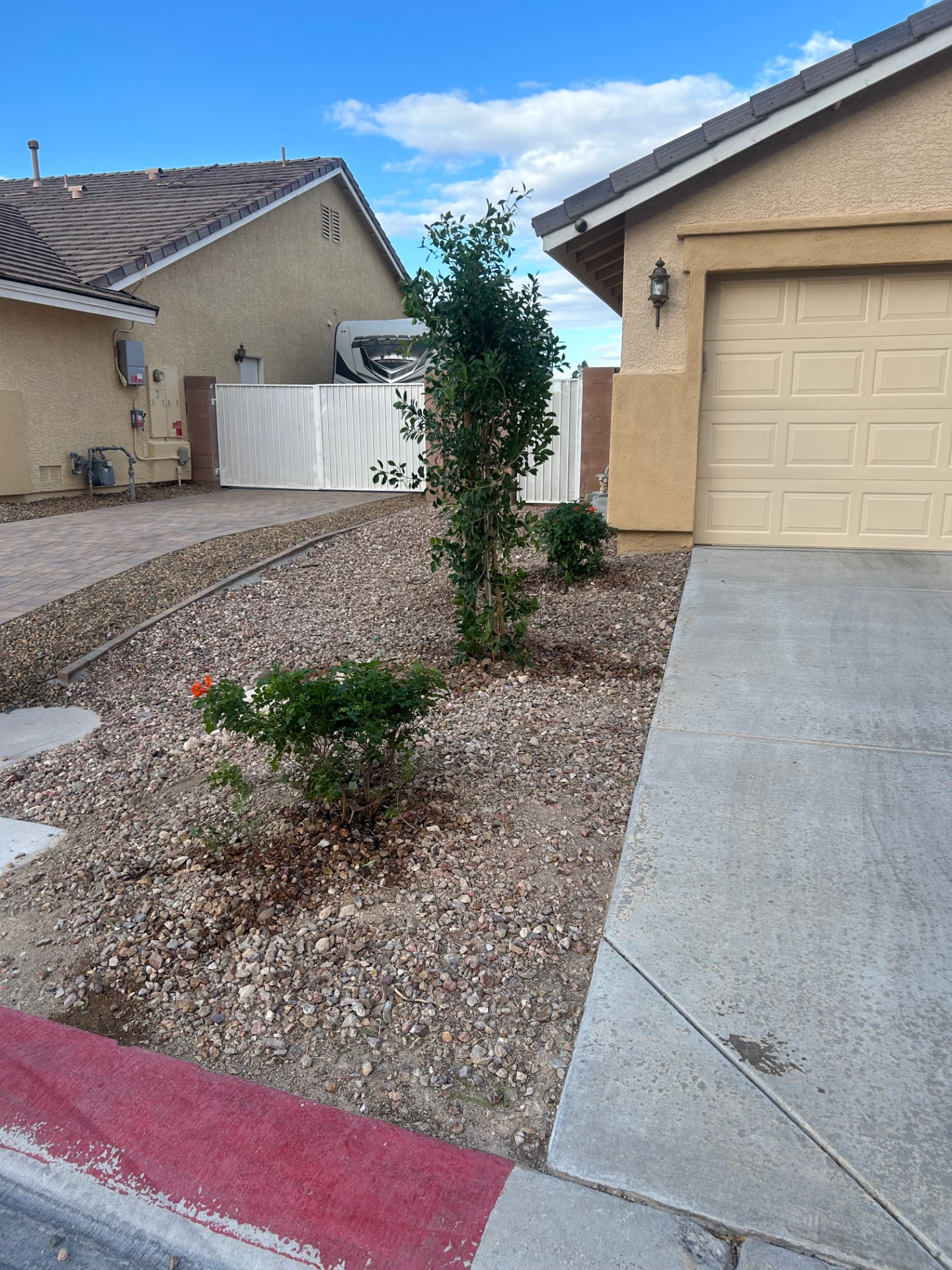 Newly planted tree and flowering shrubs in decorative gravel bed